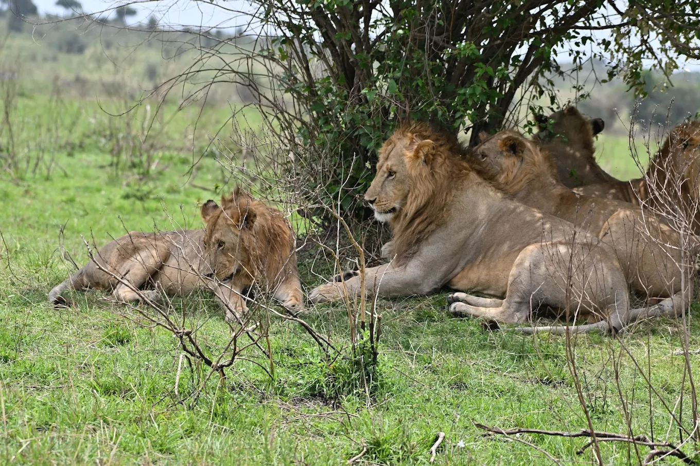 Maasai Mara Safari Escape